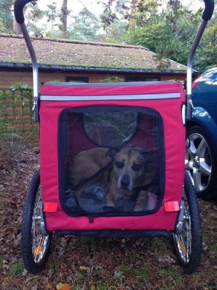 dog stroller